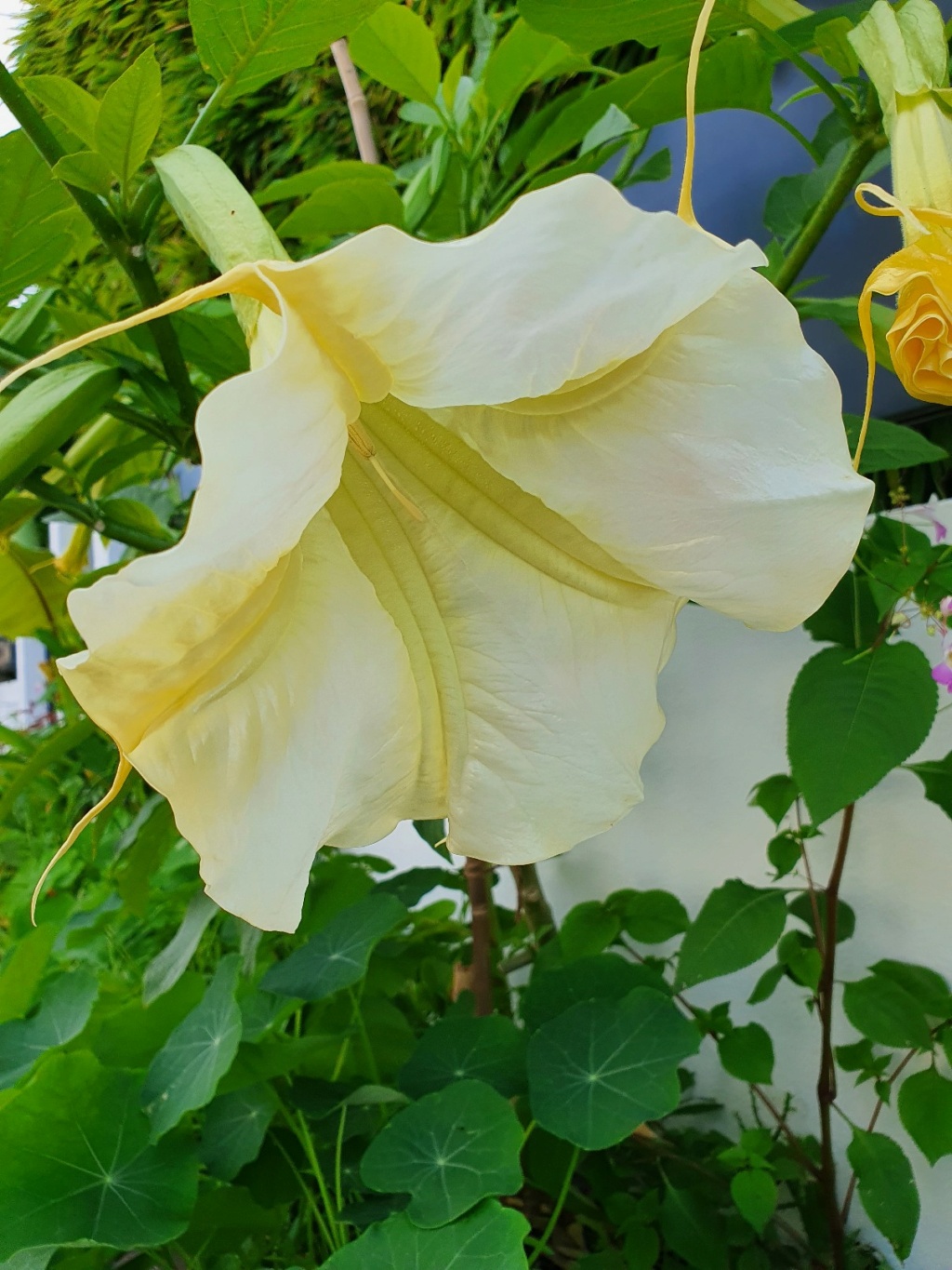 Brugmansia - le genre - Page 14 20210977