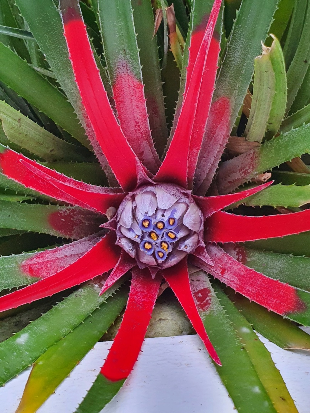 Fascicularia bicolor - Page 5 20211011