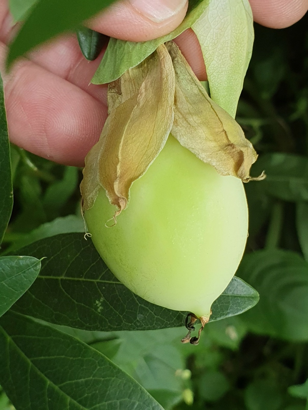 Passiflora  'Avalanche' 20211039