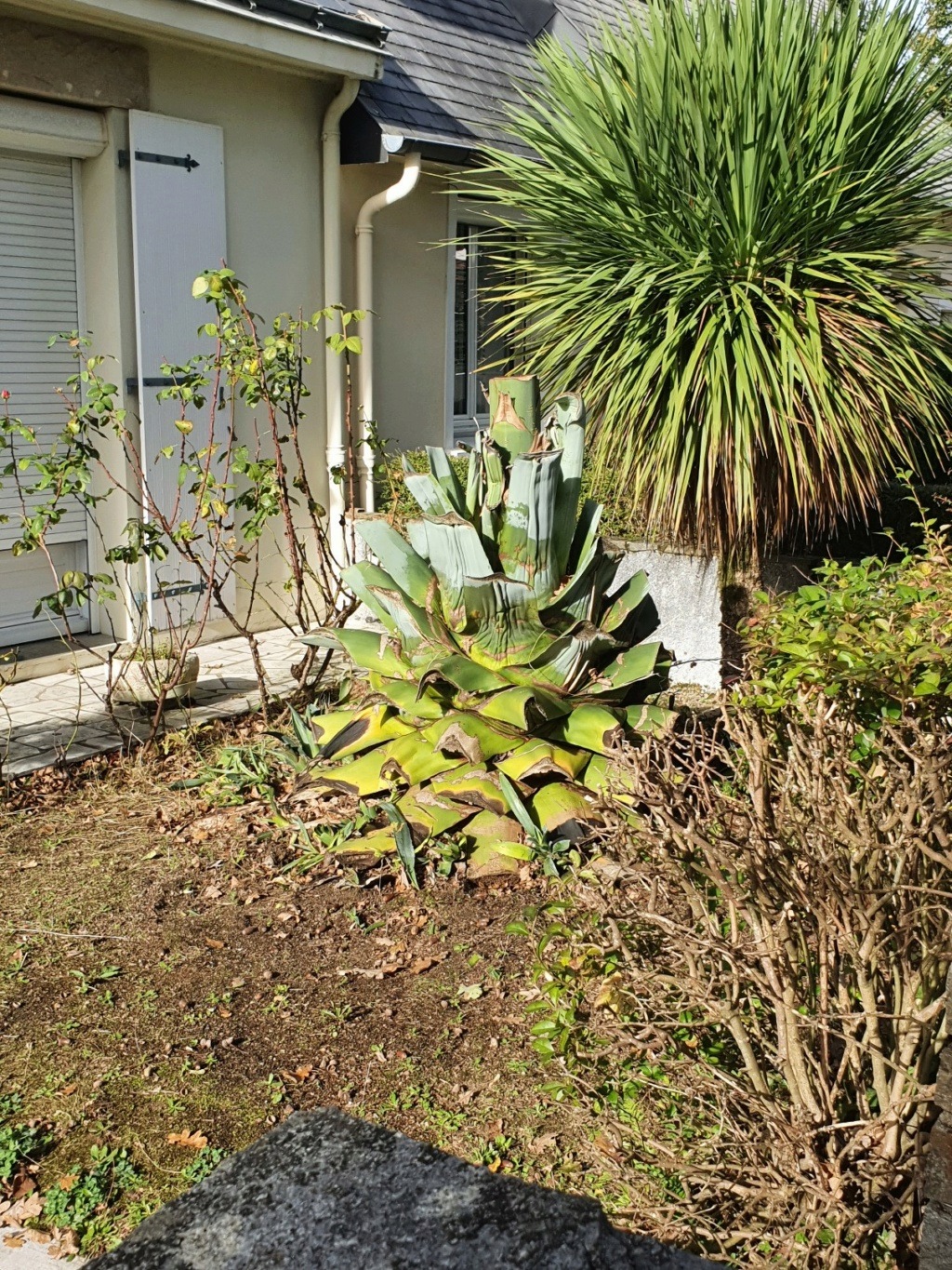 Agave americana  - Page 4 20211184