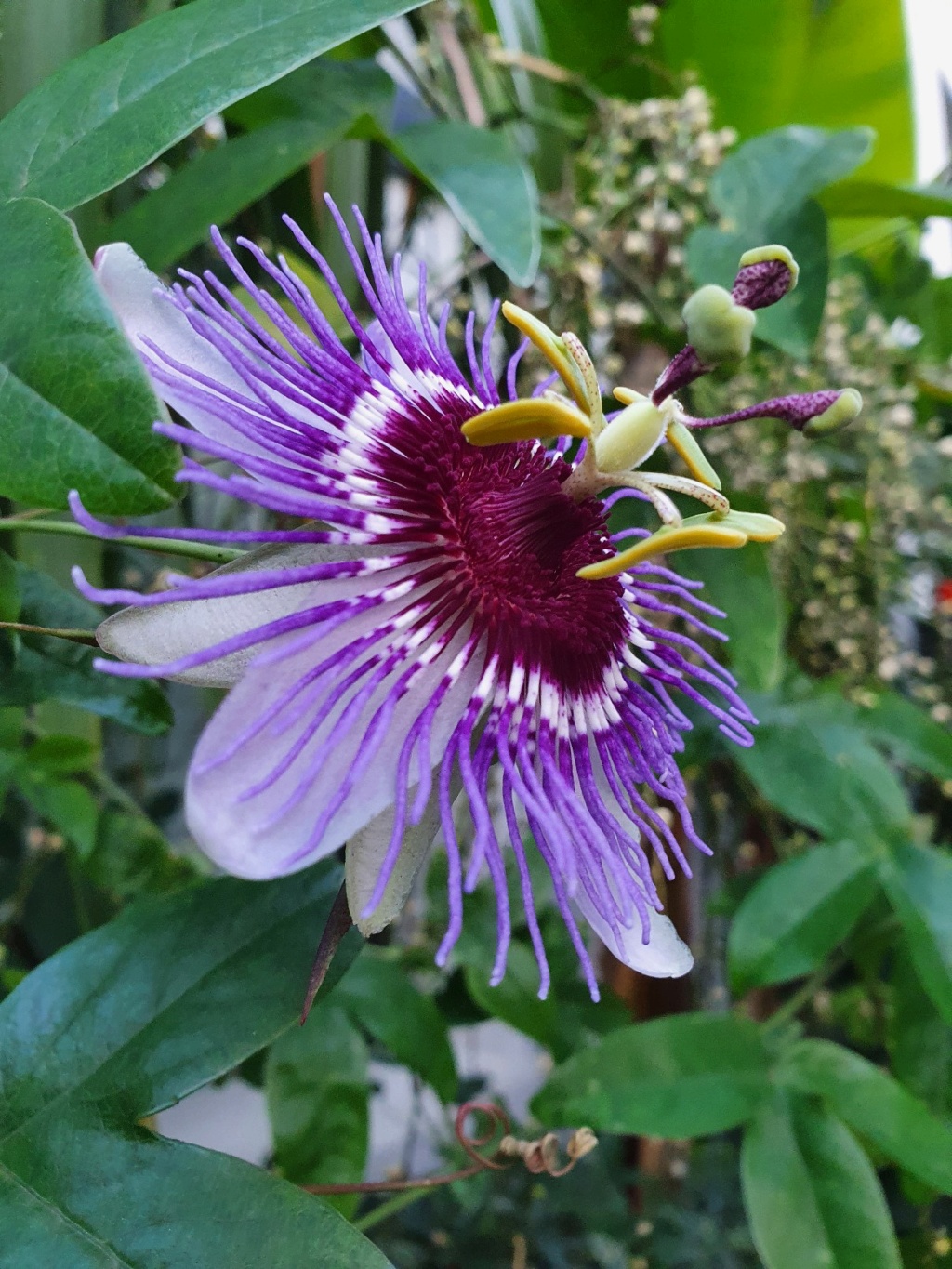 Passiflora - questions et conseils de culture - Page 7 20211230