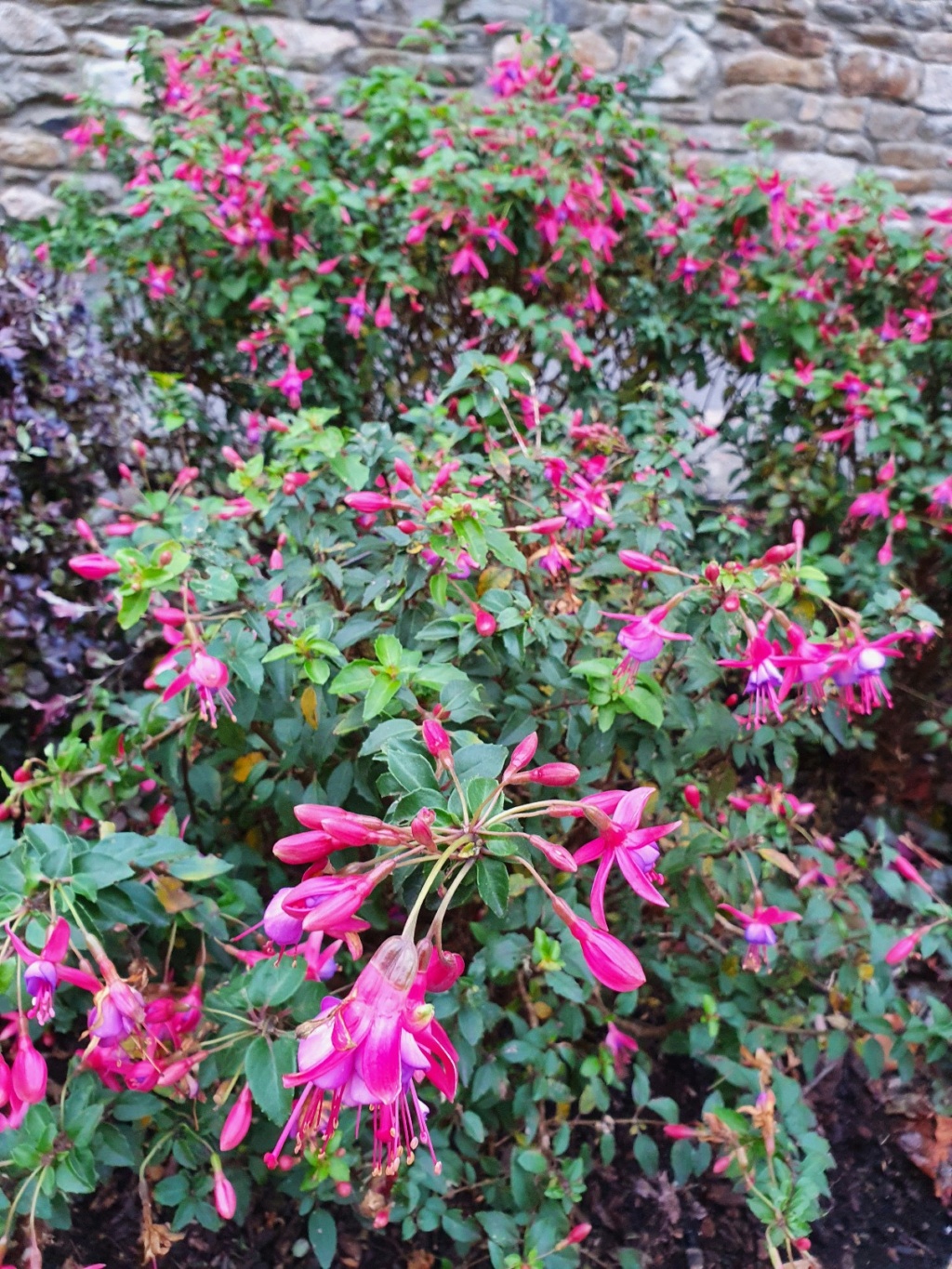 Fuchsia - les rustiques - Page 4 20211260