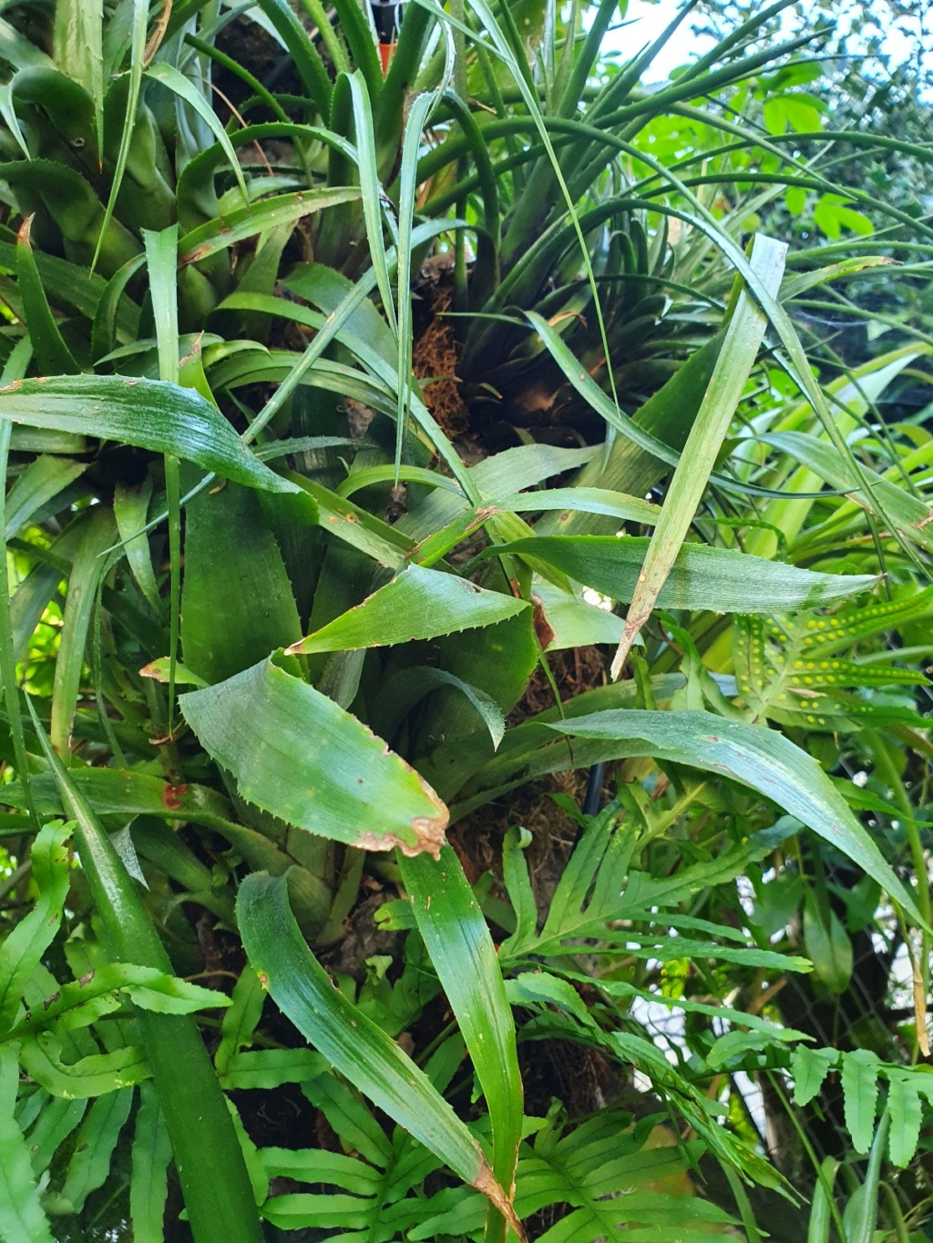 Identification de bromeliacées - Billbergia x windii & Tillandsia aeranthos 20211261