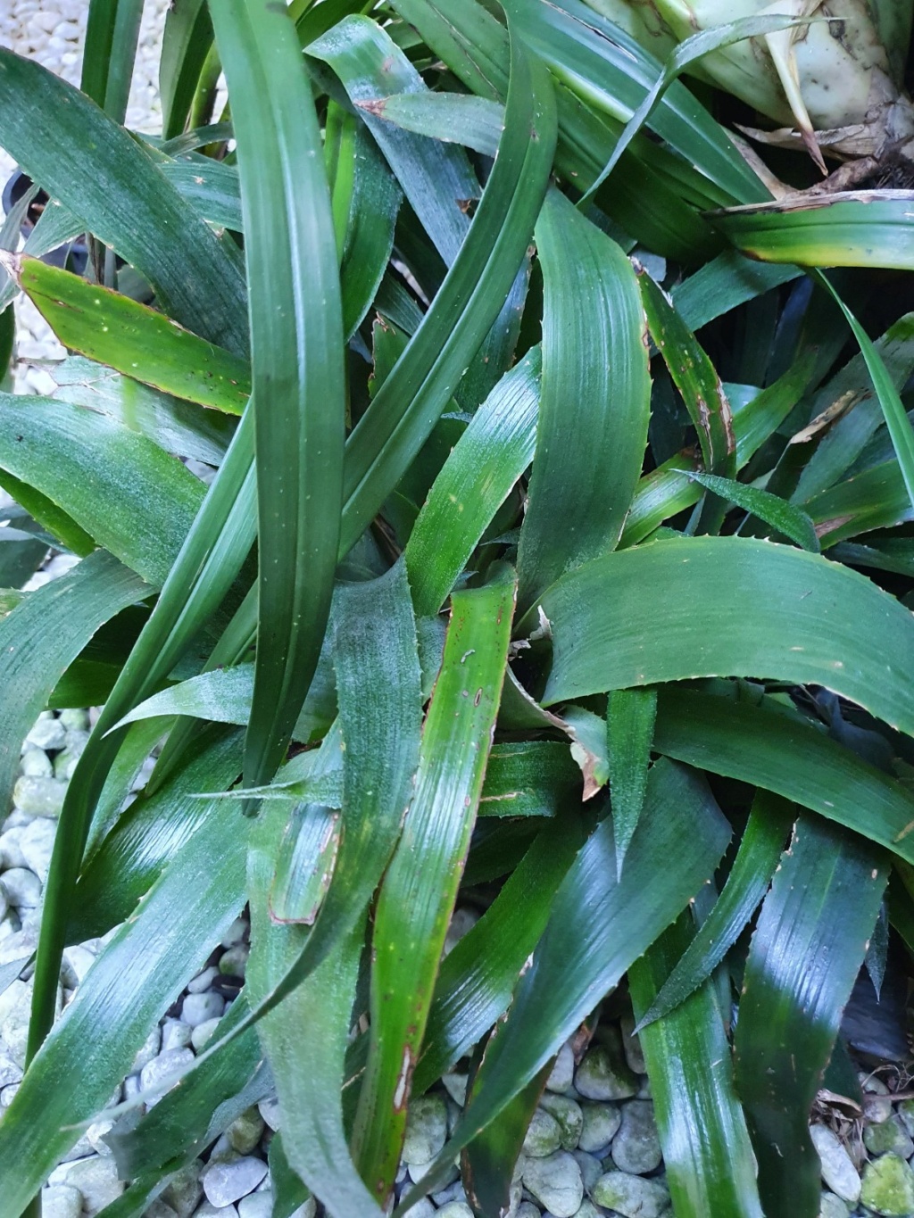 Identification de bromeliacées - Billbergia x windii & Tillandsia aeranthos 20211263