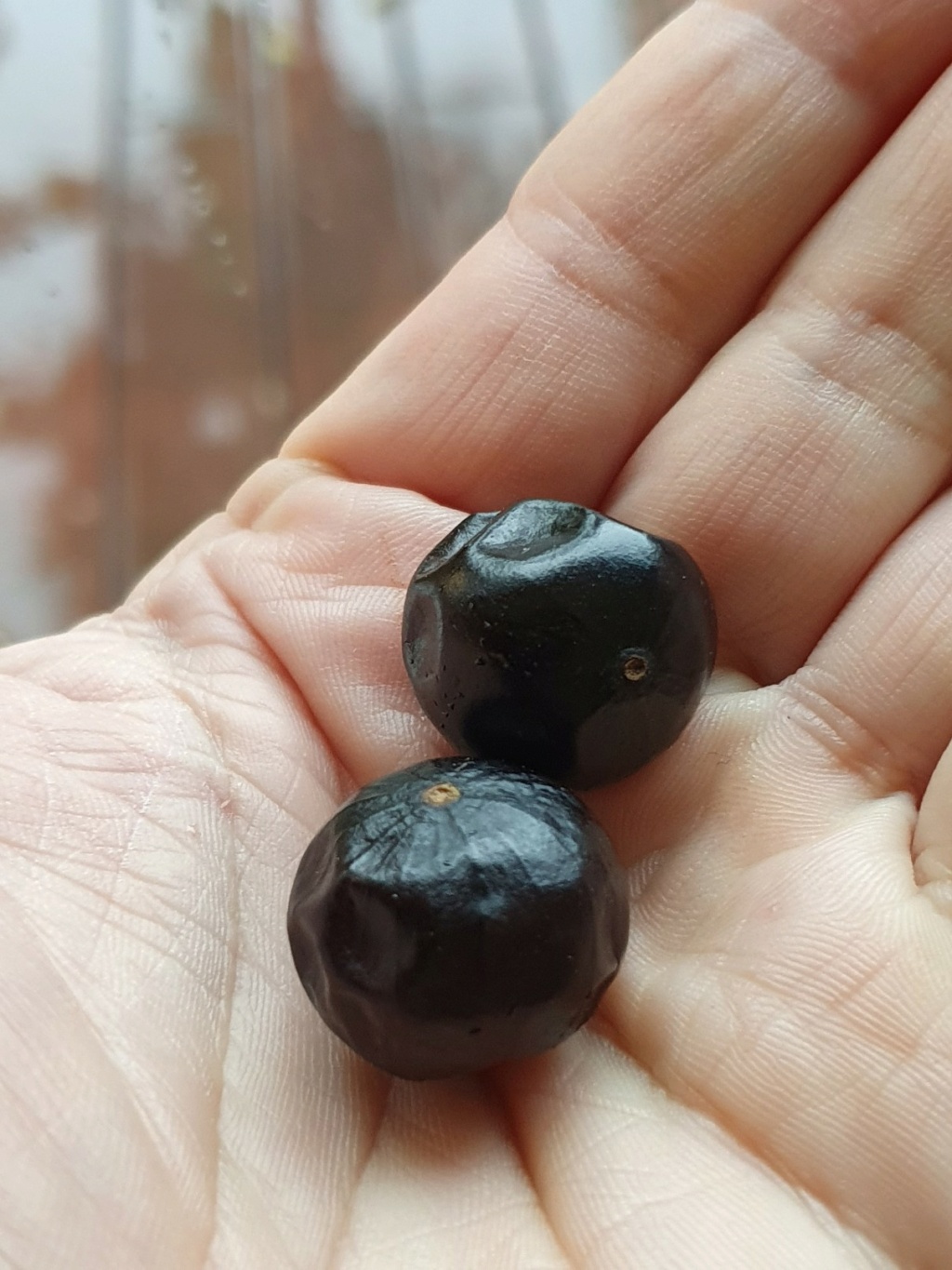 Plinia cauliflora - jaboticaba  20211269