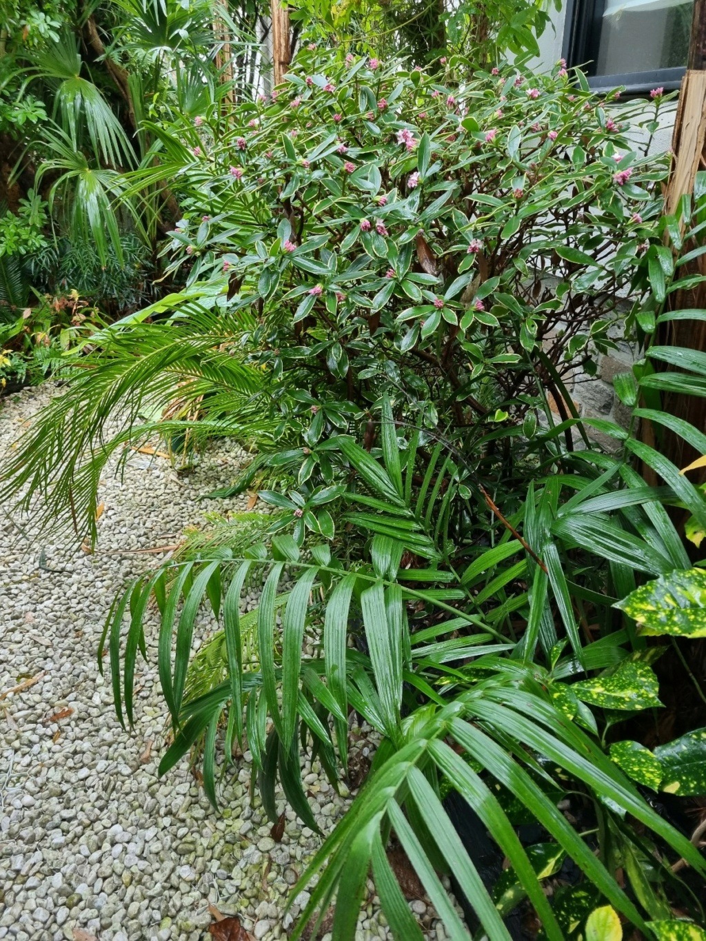 Rémi - Mon (tout) petit jardin en mode tropical - Page 22 20220119