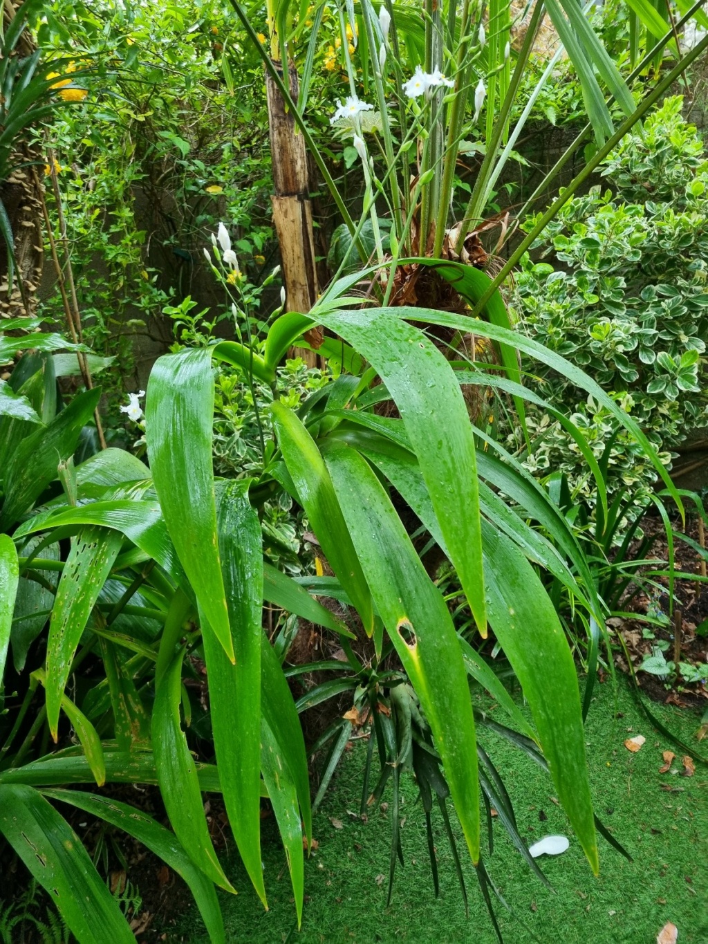Iris confusa - Page 5 20220151