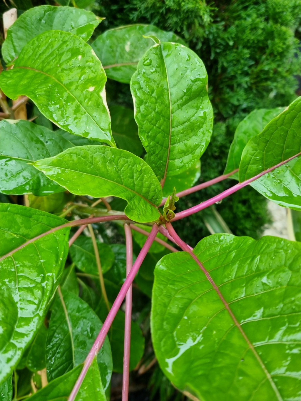 phitolaca dioica - Phytolacca dioica - bel ombra - Page 2 20220455