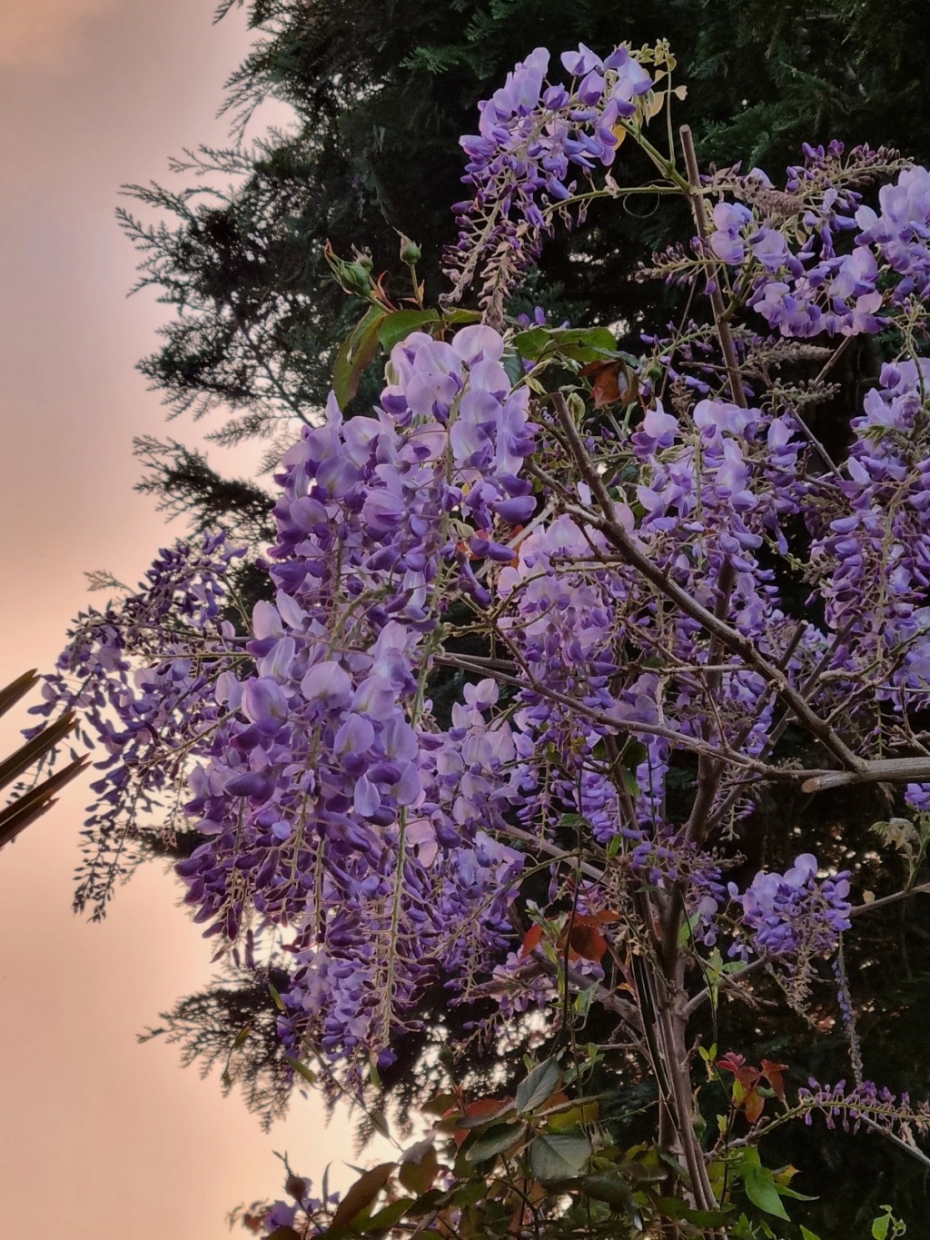 Wisteria - les glycines  - Page 10 20220459