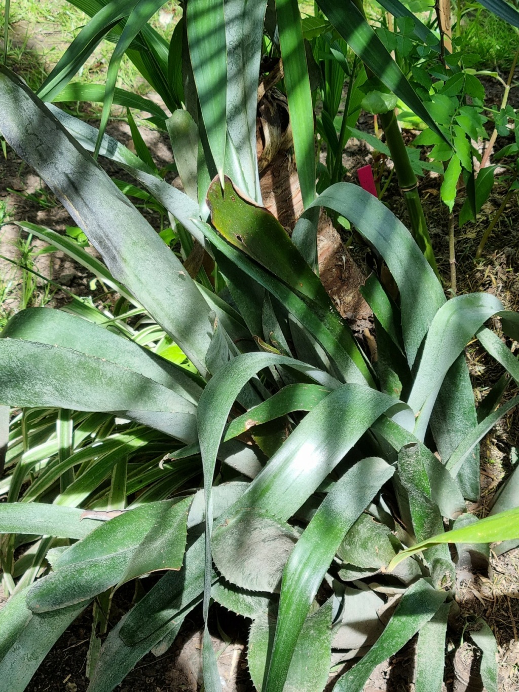 Billbergia zebrina  20220486