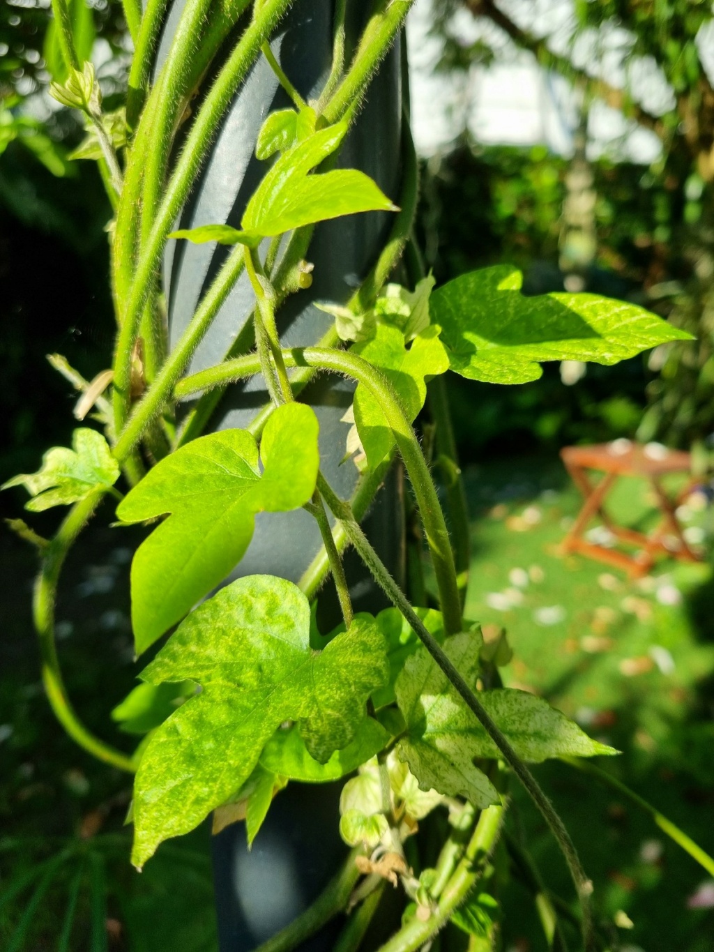 Ipomoea indica (= Ipomoea learii) - Page 7 20220493