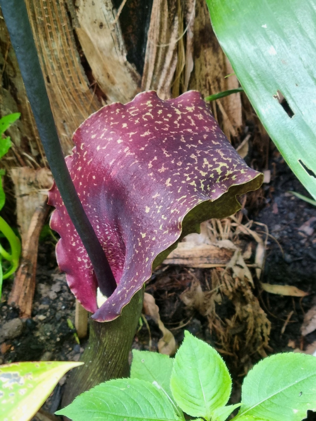 Sauromatum venosum (= Typhonium venosum) - Page 6 20220524