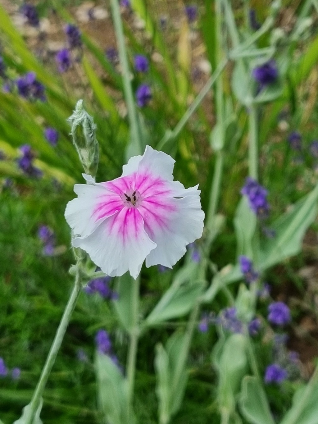 Lychnis coronaria - coquelourde 20220628