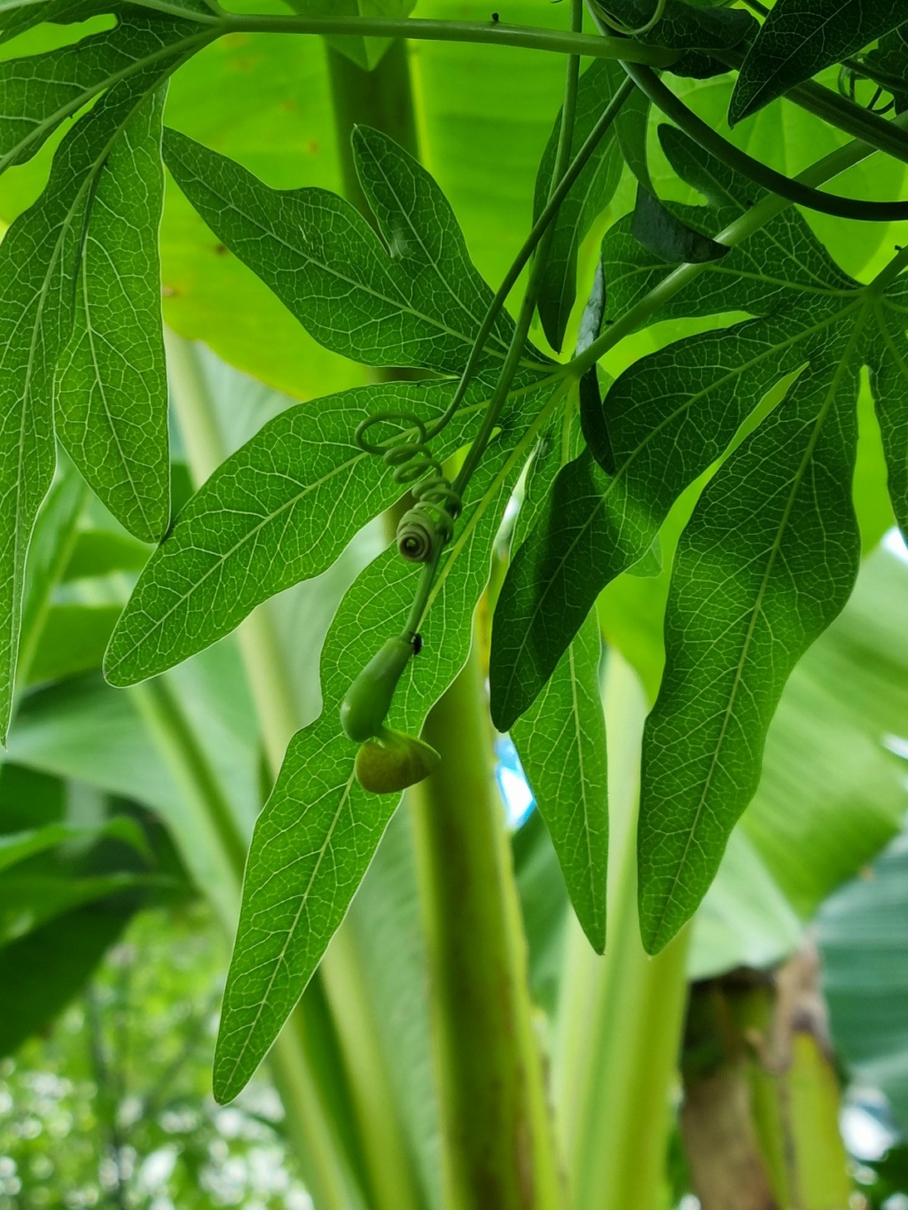 Aristolochia gigantea - Page 3 20220655