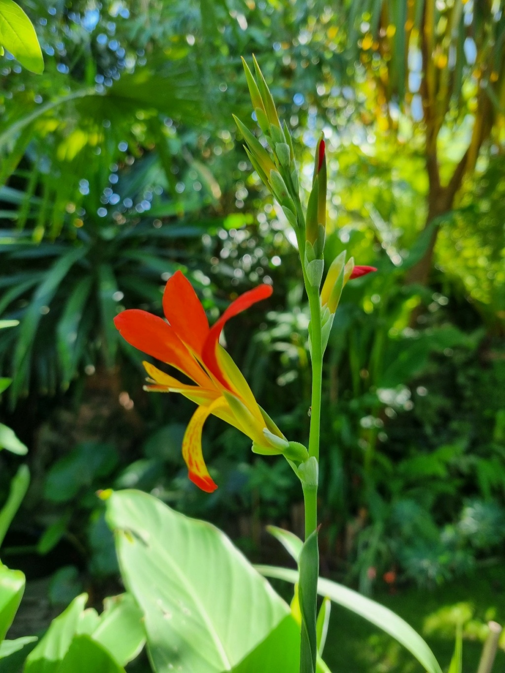 Canna indica 'Brasiliensis' - Page 2 20220680