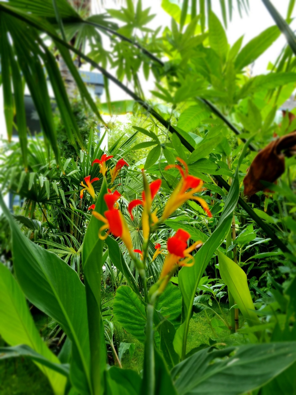 Canna indica 'Brasiliensis' - Page 2 20220681
