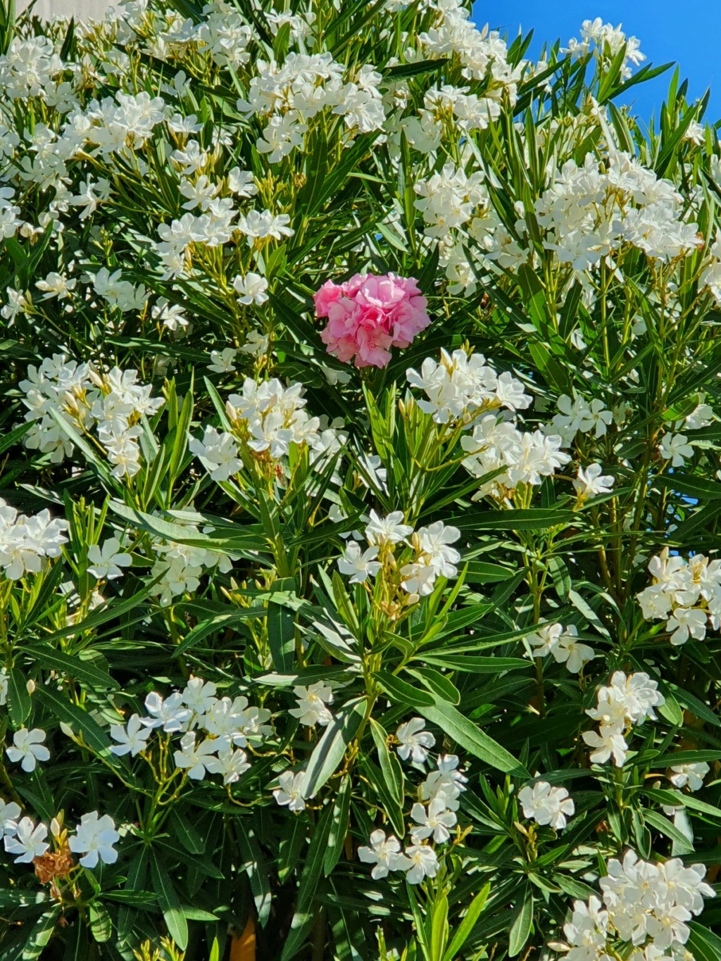 Nerium oleander - laurier rose - Page 7 20220813