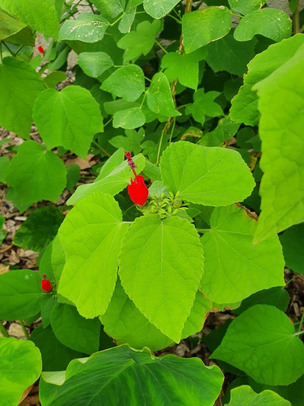 Malvaviscus arboreus - hibiscus piment, hibiscus dormant - Page 2 20220950