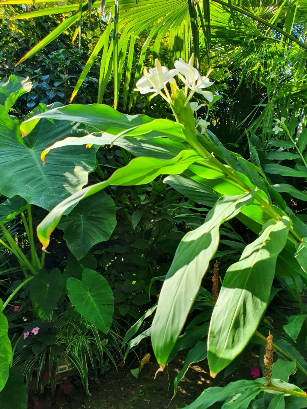 Hedychium coronarium - Page 3 20220964