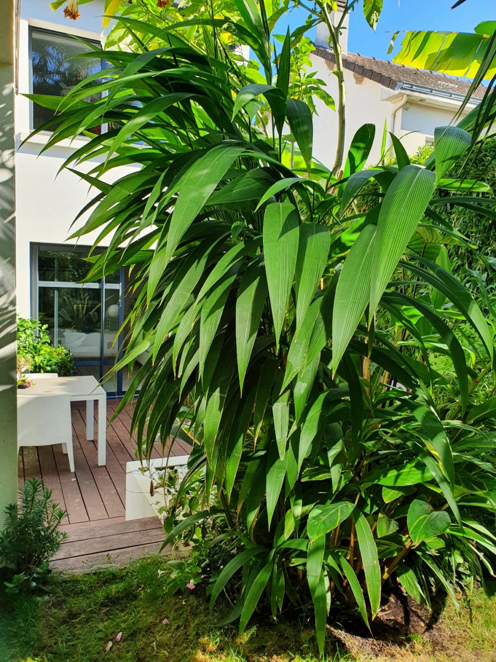 Setaria palmifolia - sétaire à feuilles de palmier - Page 4 20221010