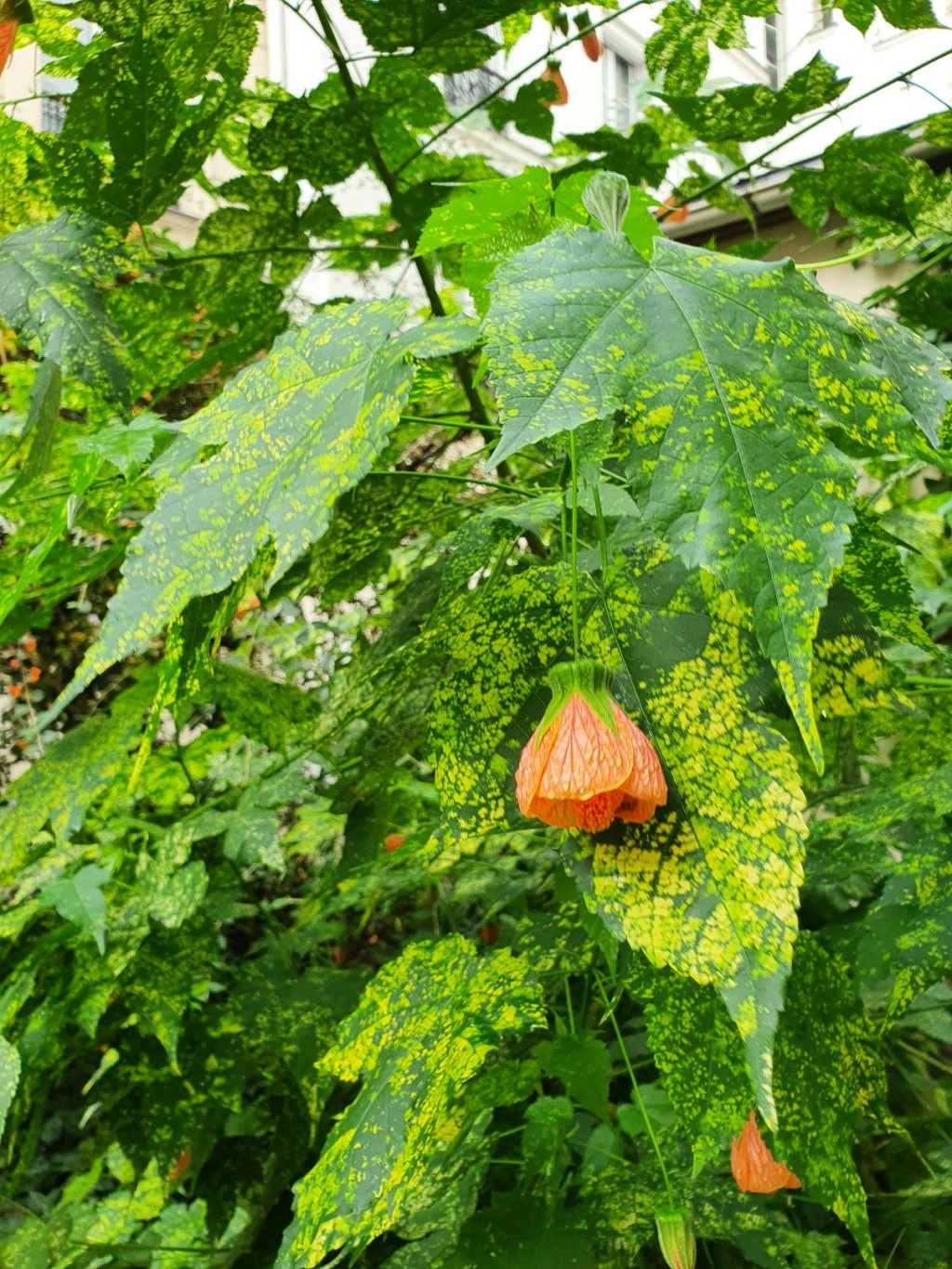 *abutil* - Abutilon pictum 'Thompsoni' - Page 2 20221038