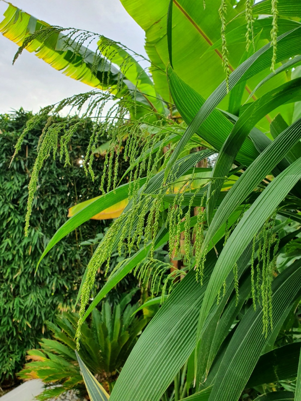 Setaria palmifolia - sétaire à feuilles de palmier - Page 5 20221055