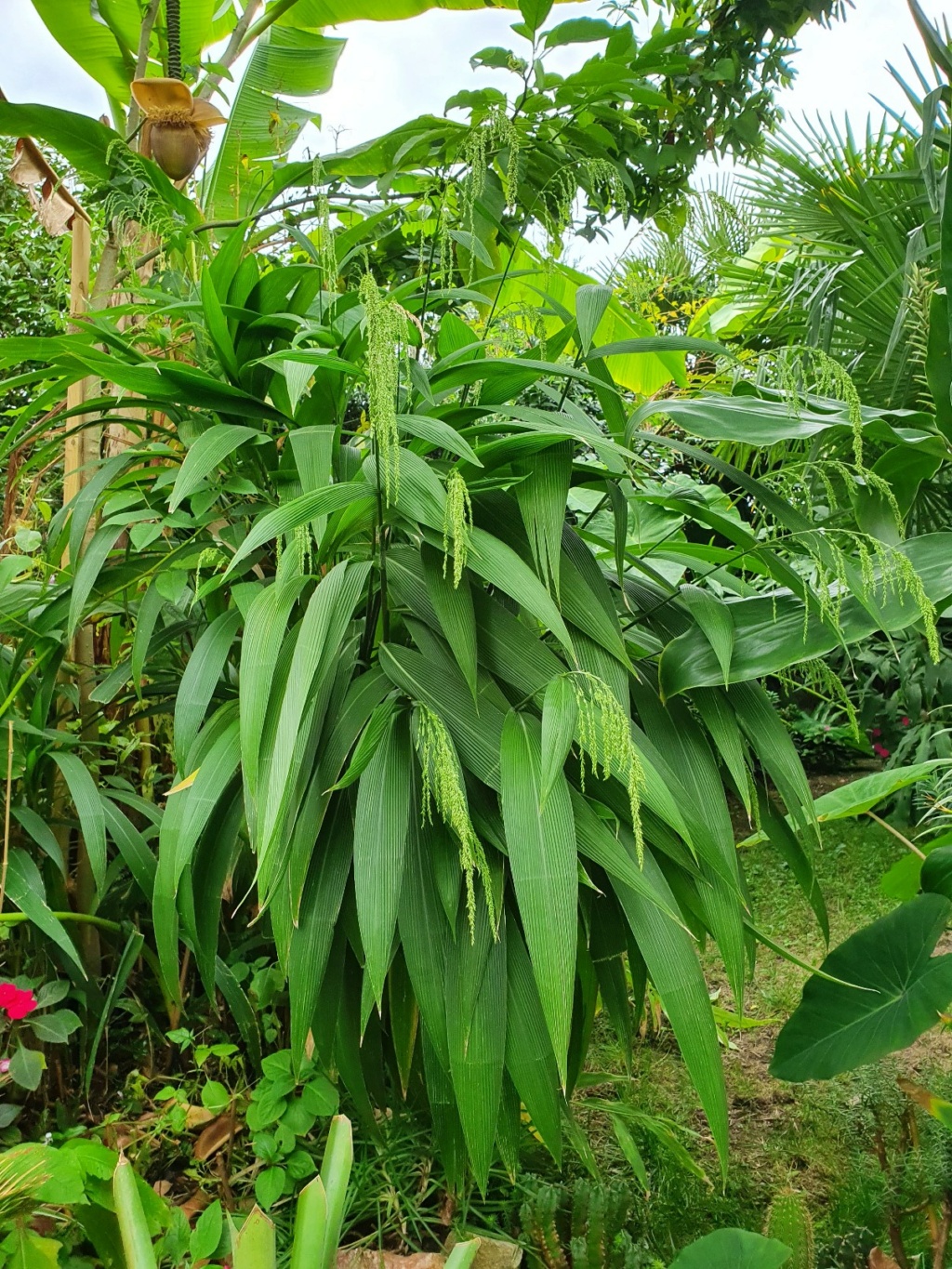 Setaria palmifolia - sétaire à feuilles de palmier - Page 5 20221056