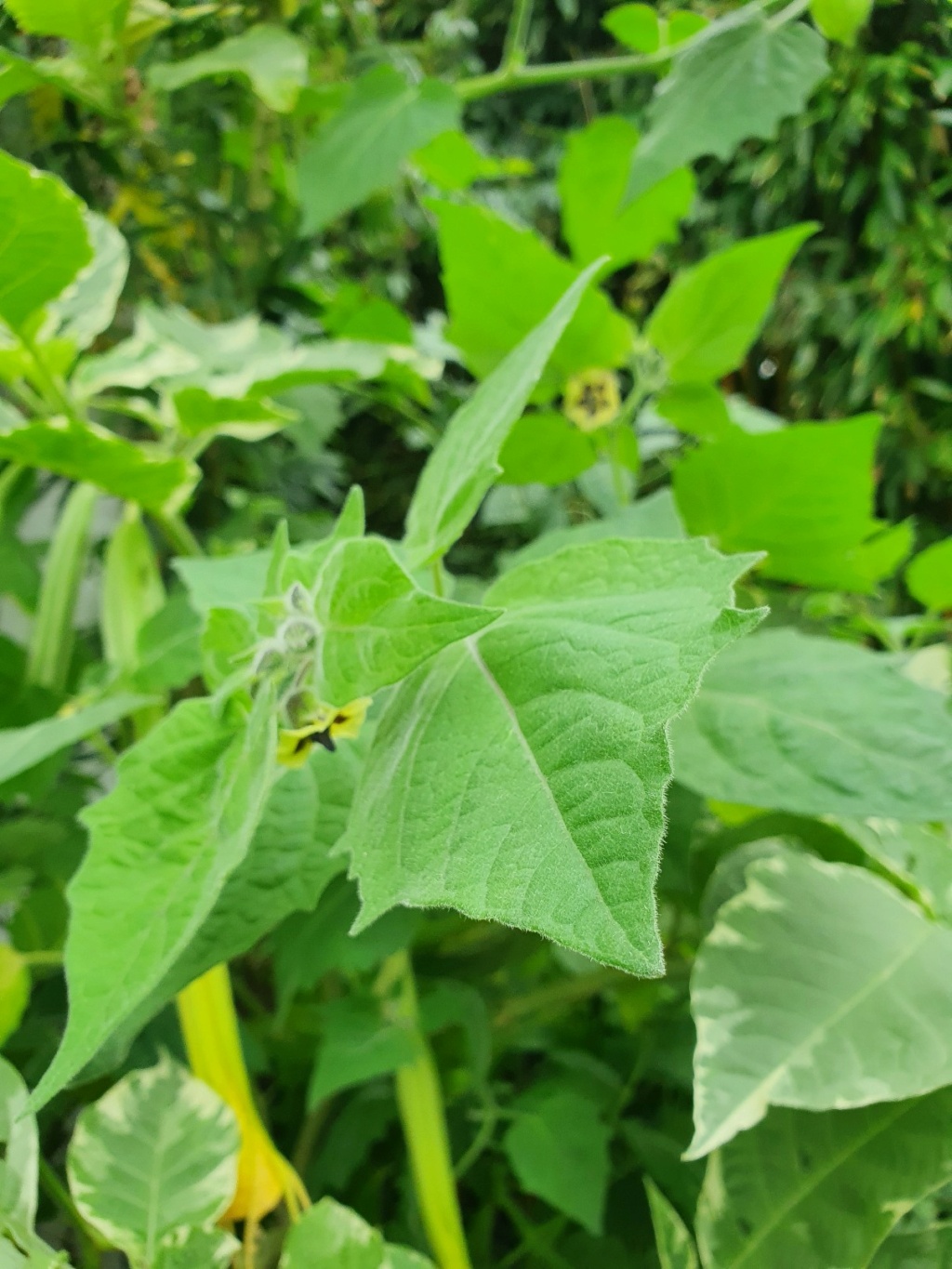 Physalis peruviana - coqueret du Pérou - Page 3 20221115