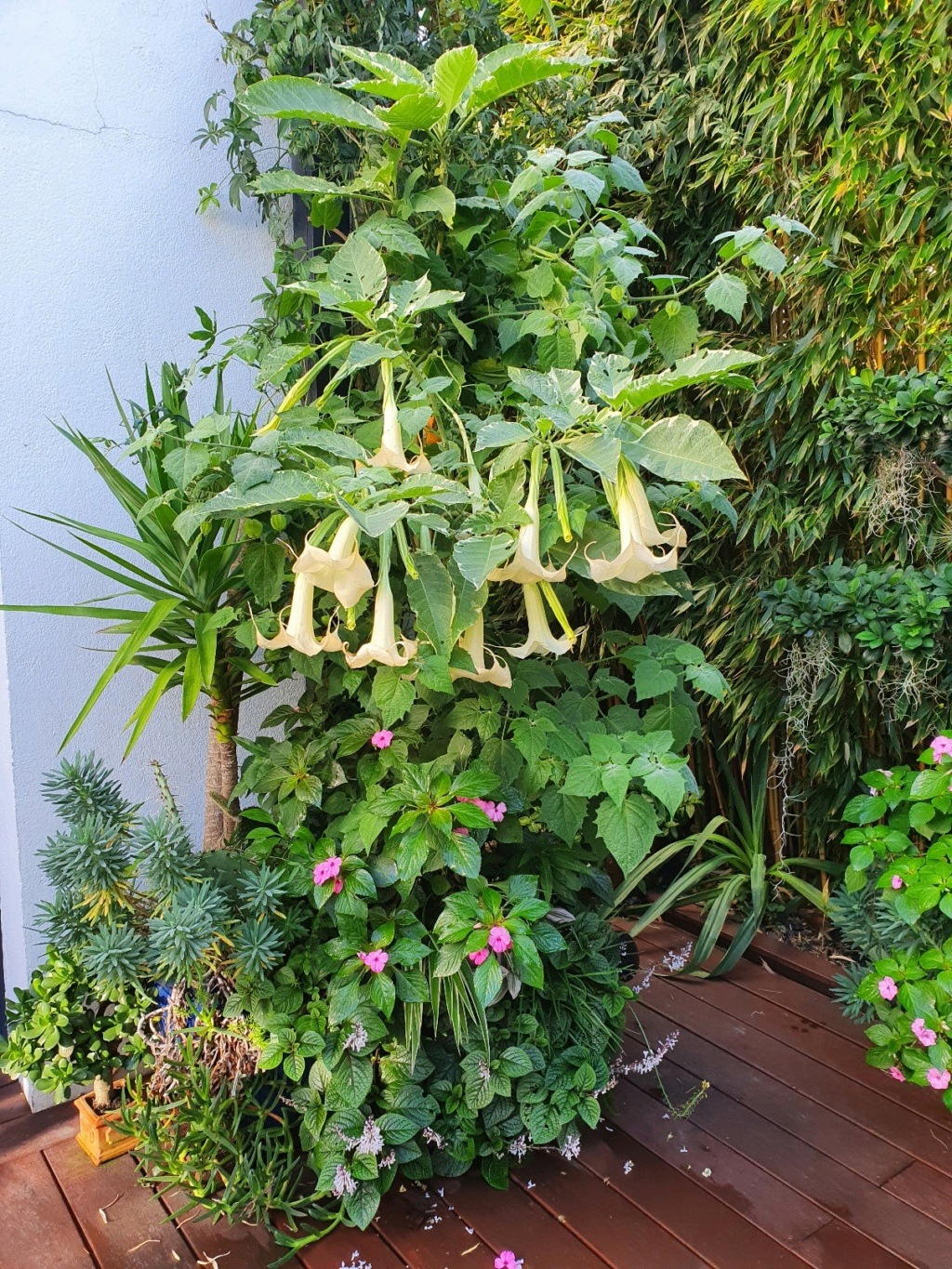 Brugmansia - le genre - Page 16 20221132