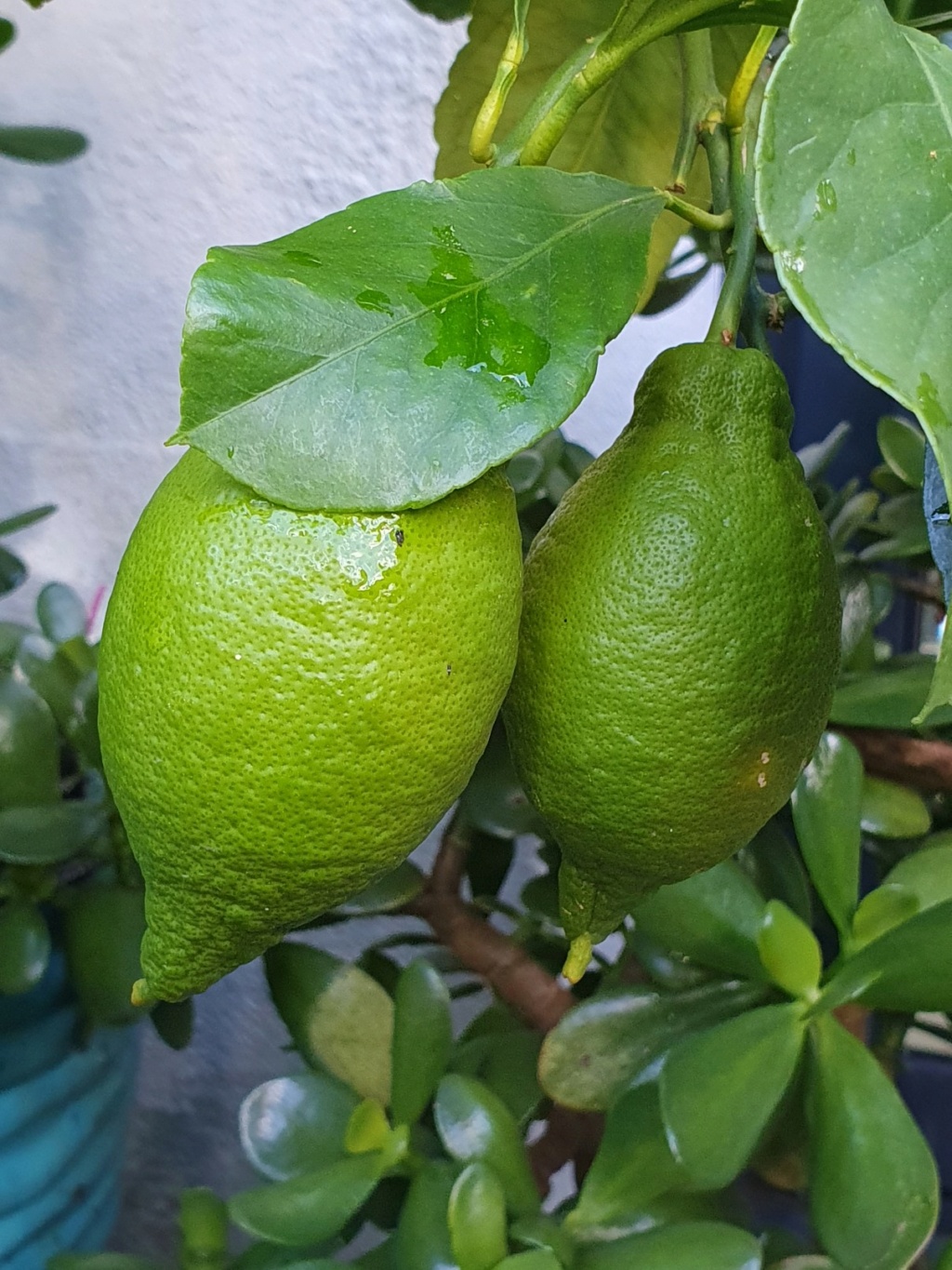 Citrus limon - citronnier des quatre saisons - Page 7 20221147