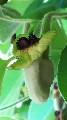 Aristolochia tomentosa Fb_img10