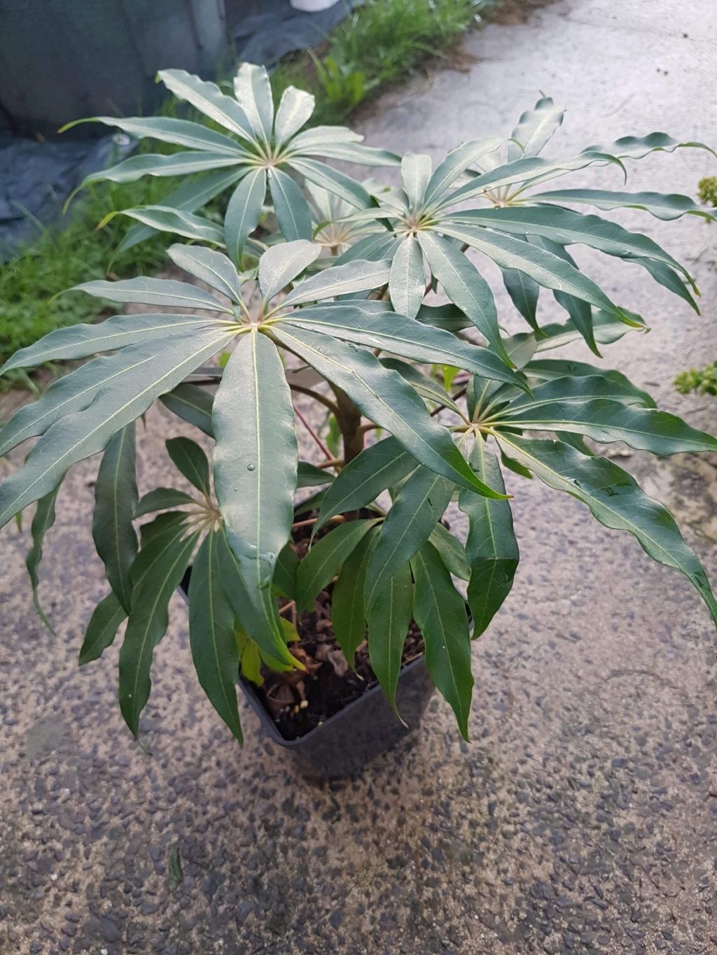 Schefflera Taiwaniana