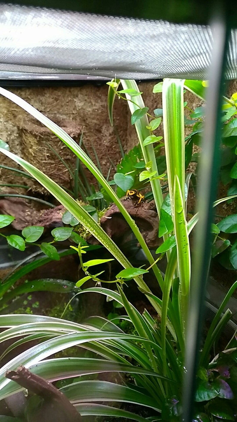 Terrarium tropical pour dendrobates - Page 3 20180710