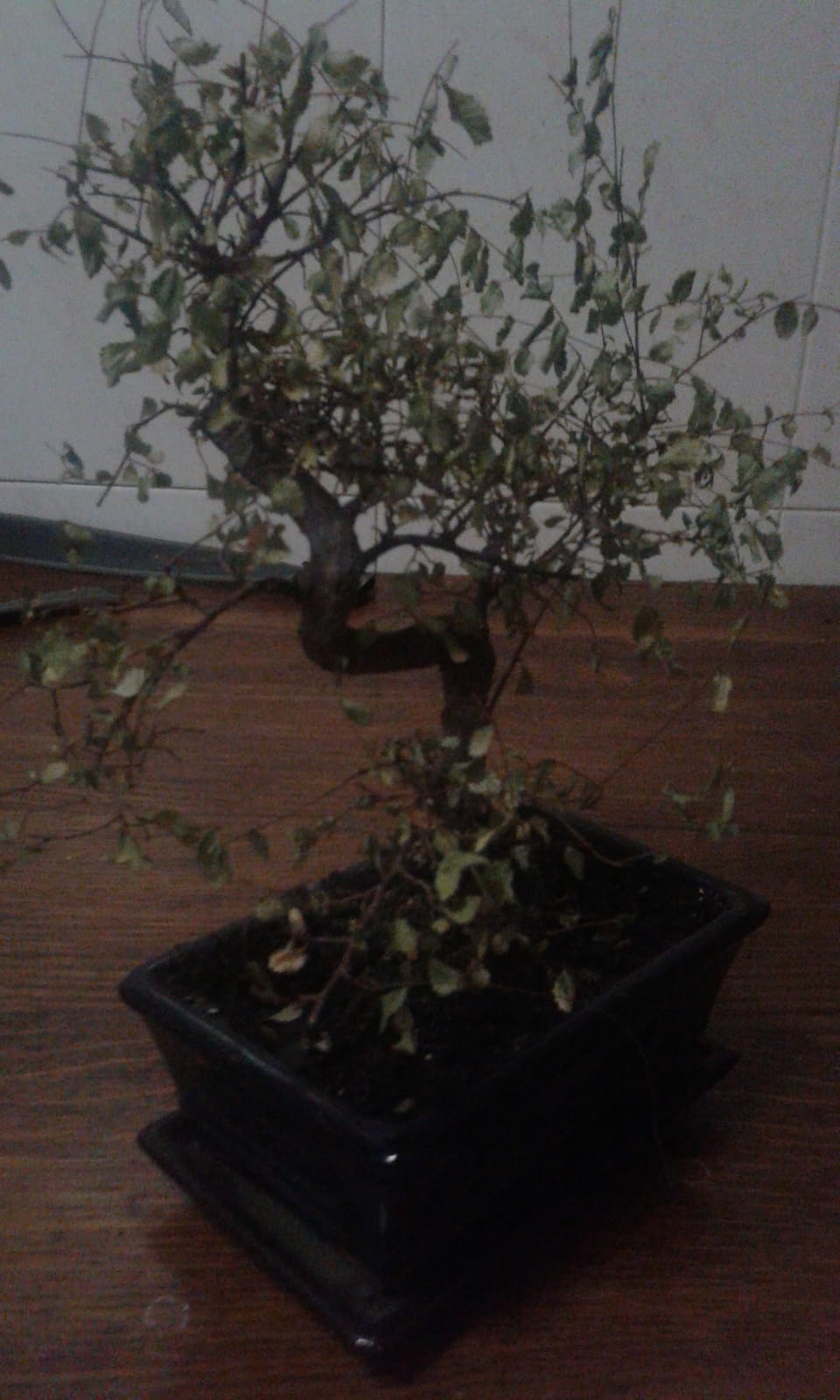 Bonsai Muerto? Img-2012