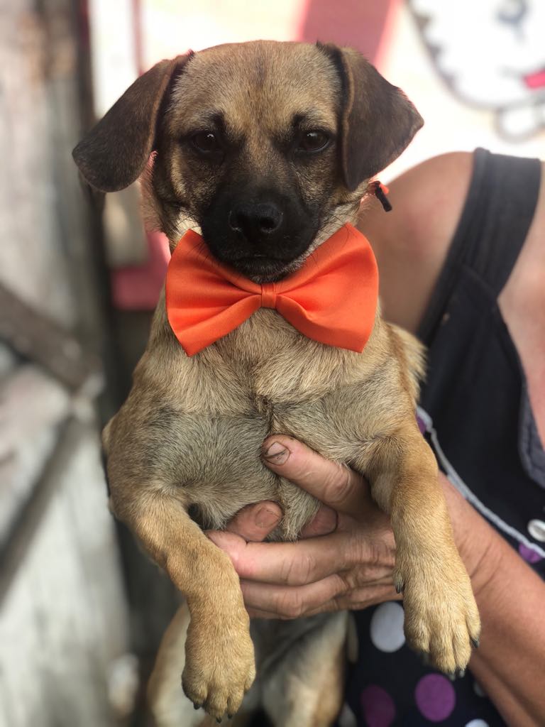 DIANA - femelle - petite taille - Née en Janvier 2019 - Adoptée Lenaig (29) 67193010