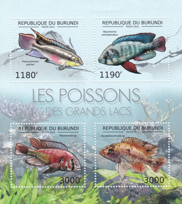 Kleinbogen Burundi, Fische Img_2226
