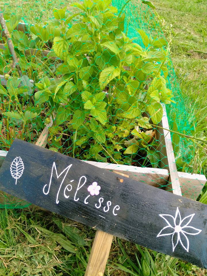 Jardinière en herbe ou jardinière du Dimanche^^ 33380510