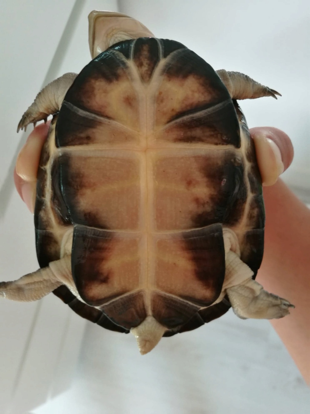 Tâches jaunes dorées sur carapace tortue d'eau Plastr10