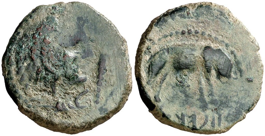 Lascuta. Unidad. Cabeza de Hércules a derecha, cubierta con piel de león, delante clava/ Elefante a derecha, debajo leyenda libiofenicia LSKW T núm. 2. Emisiones del s. I ac. ACIP 945 R3 341210