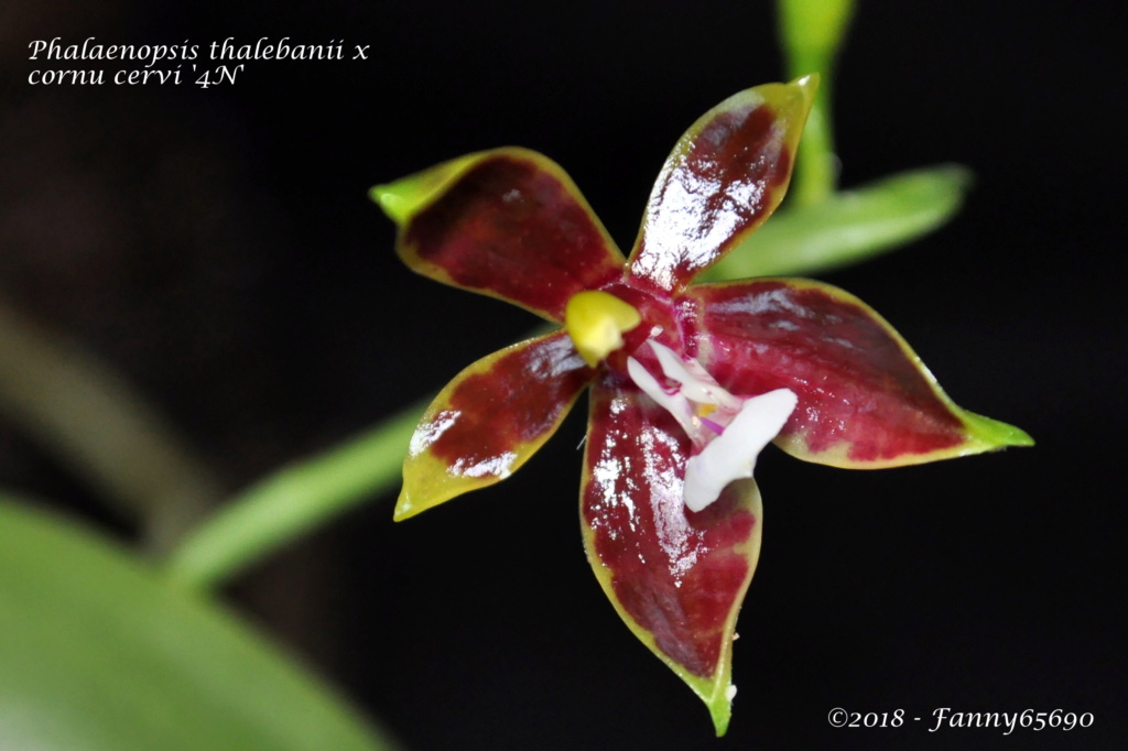 Phalaenopsis thalebanii x cornu cervi Dark Red Csc_0012