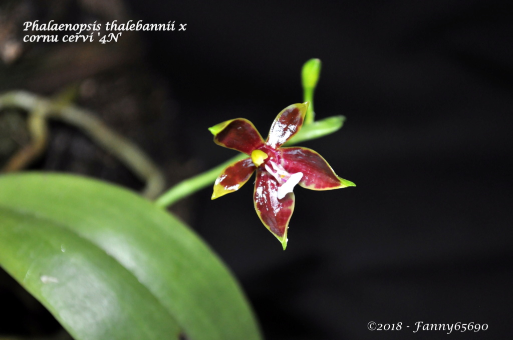 Phalaenopsis thalebanii x cornu cervi Dark Red Dsc_0012