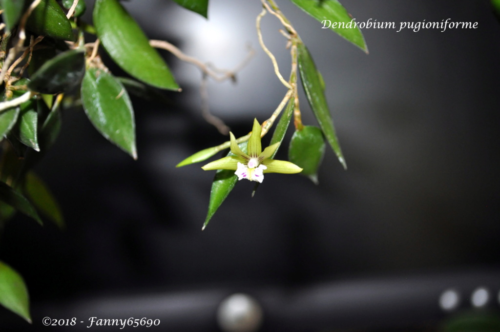 Dendrobium pugioniforme Dsc_0016