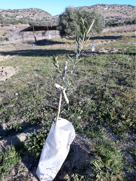 Crecimiento de plantones olivo - Página 16 20190314