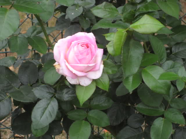 Un sueño.........Mil rosas en mi Jardin - Página 4 2z50zu10