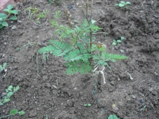 De semillas a futuras plantas Fkb40n10