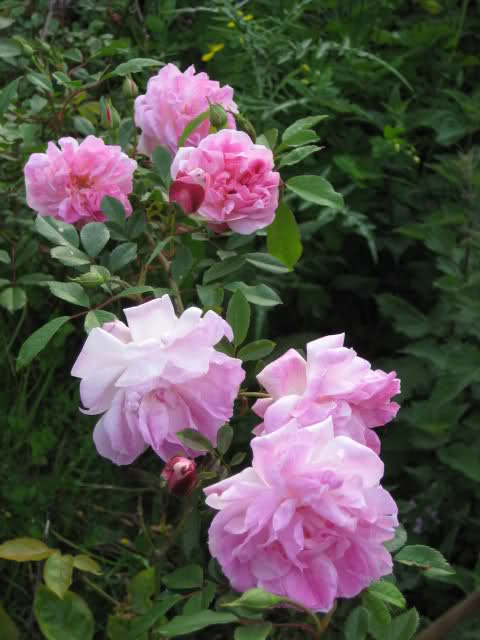 Un sueño.........Mil rosas en mi Jardin - Página 10 Jb1jrl10