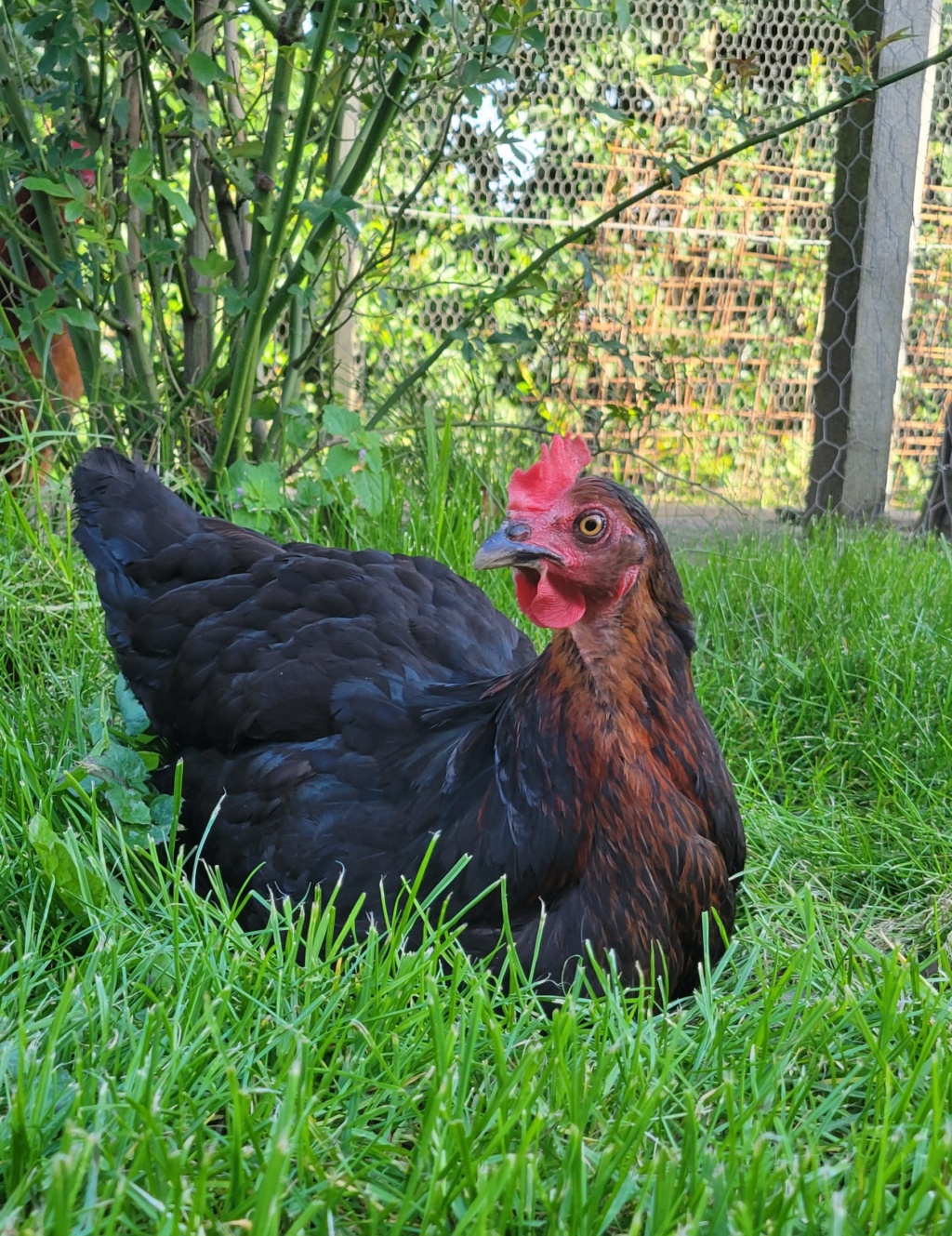 Poule qui n'a plus d'équilibre, boiterie  20240316