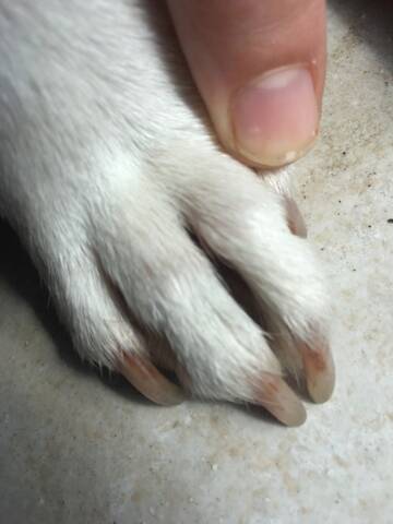 Nails discoloured at the base in front paws