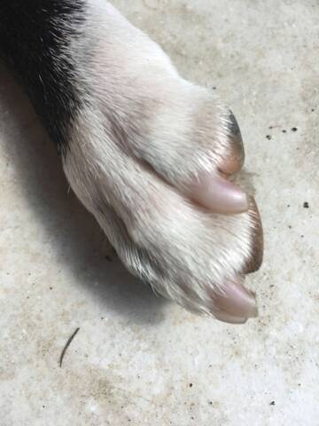 Nails at the base in front paws