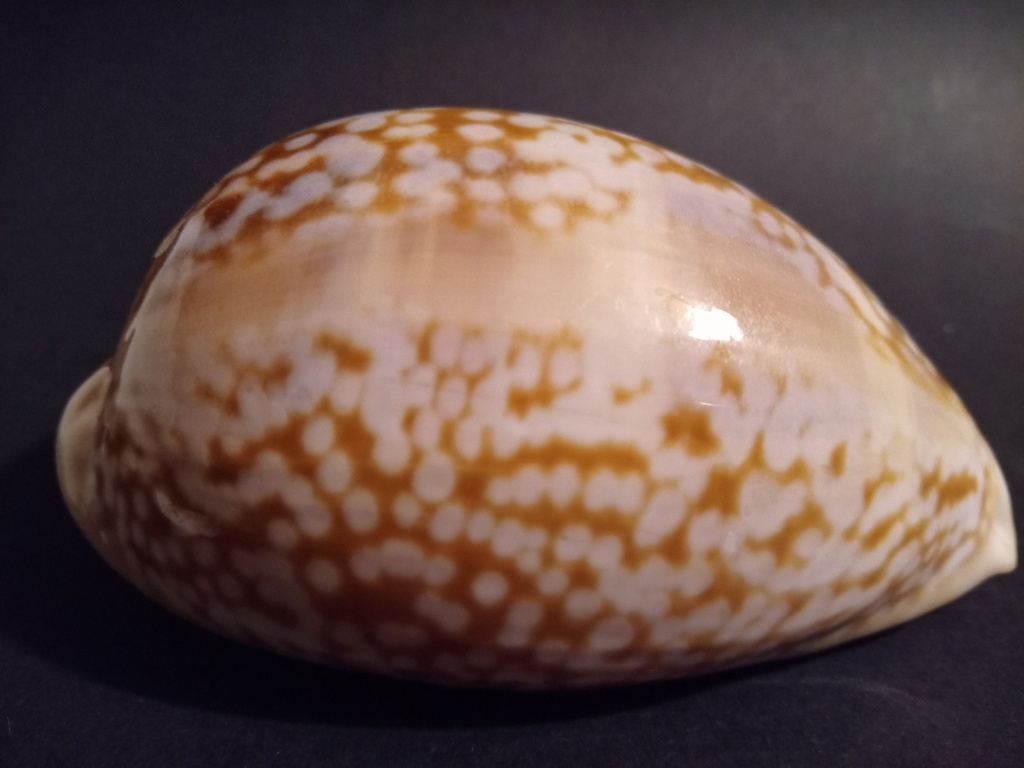 Macrocypraea cervus lindseyi - Petuch, 2013 - Page 2 0310